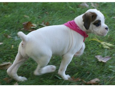 Annonce gratuite chiot a vendre