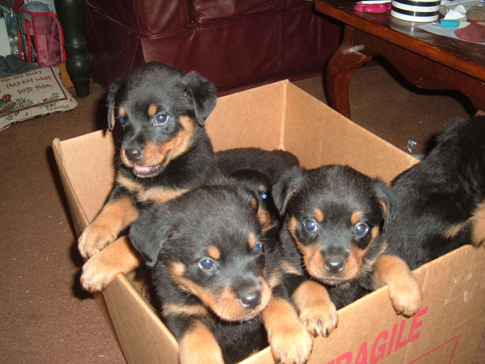 calin et adorable chiot rottweiler pour des famille aimant. à vendre