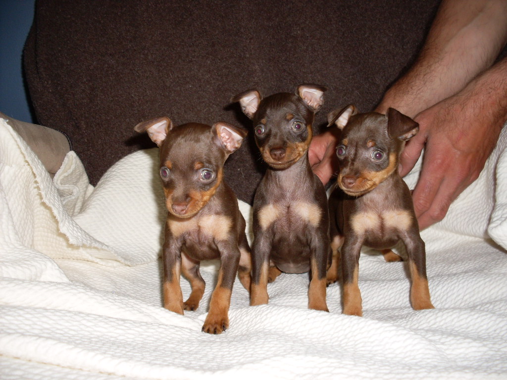 Doberman Miniature ( Pinschers Nain) à vendre à Granby Annonces