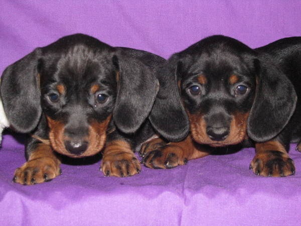 a donner très beaux petits chiots teckel miniature à a donner très beaux petits chiots teckel miniature à